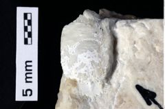 Foto (Detailansicht) von Culmenformosa glaessneri (Robins, Feldmann & Schweitzer, 2013) (NHMW-GEO-1990-0041-0491)